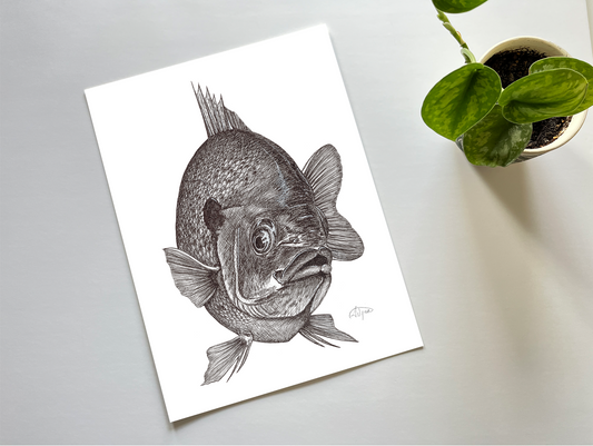 Bluegill Print Pen and Ink Illustration "Curiosity"