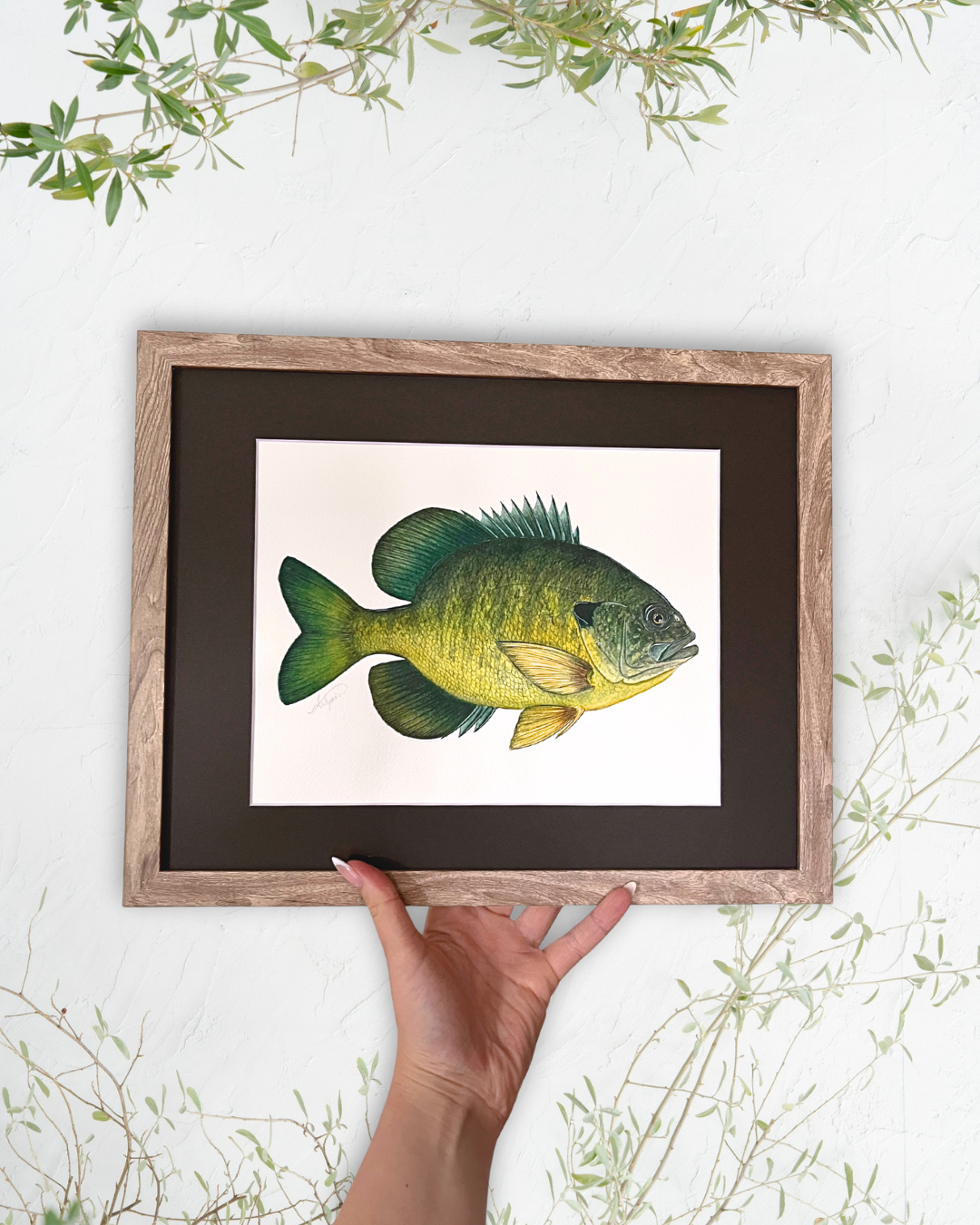 Bluegill - Original Watercolour Painting