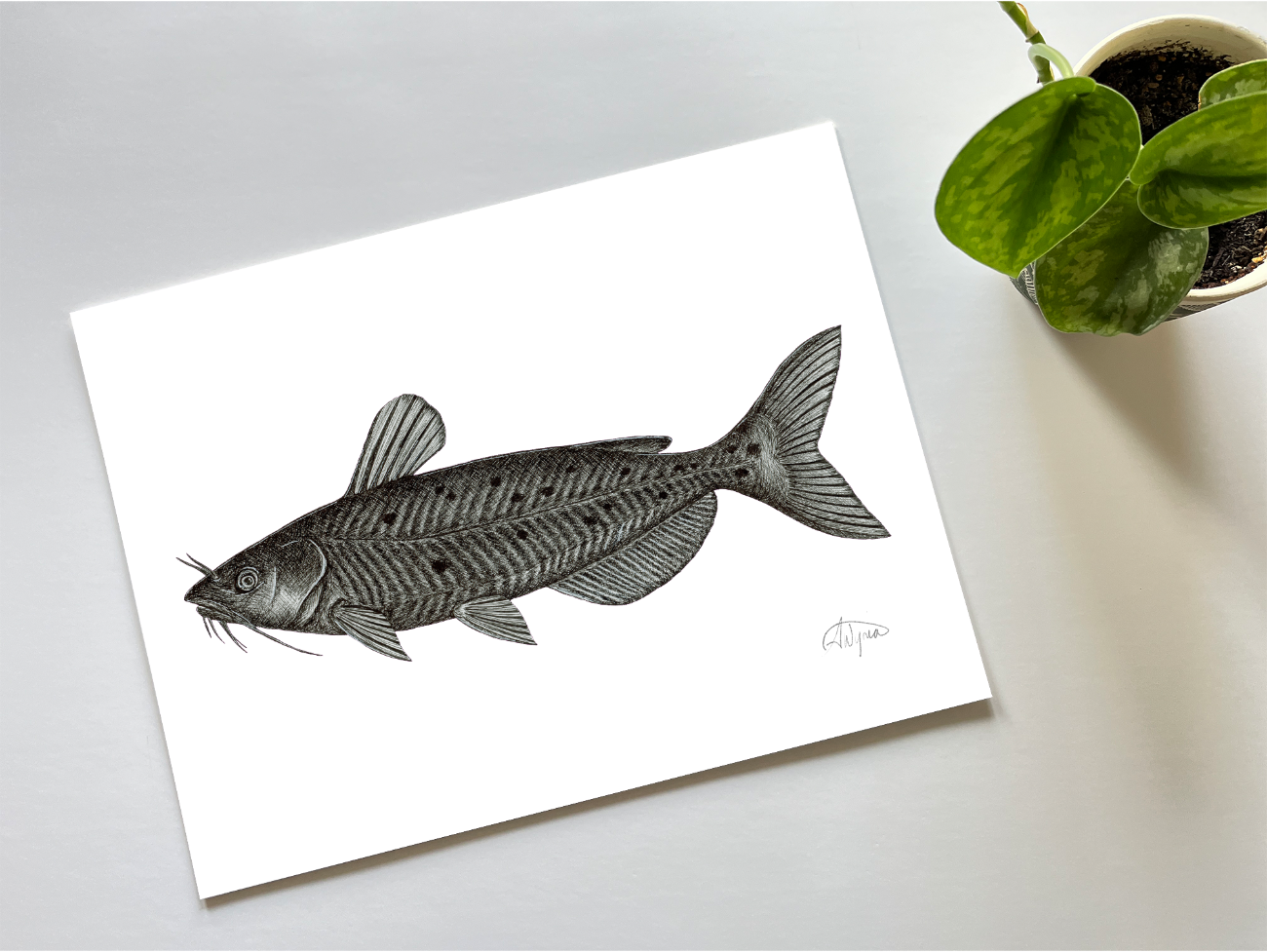 Impression de poisson-chat de rivière