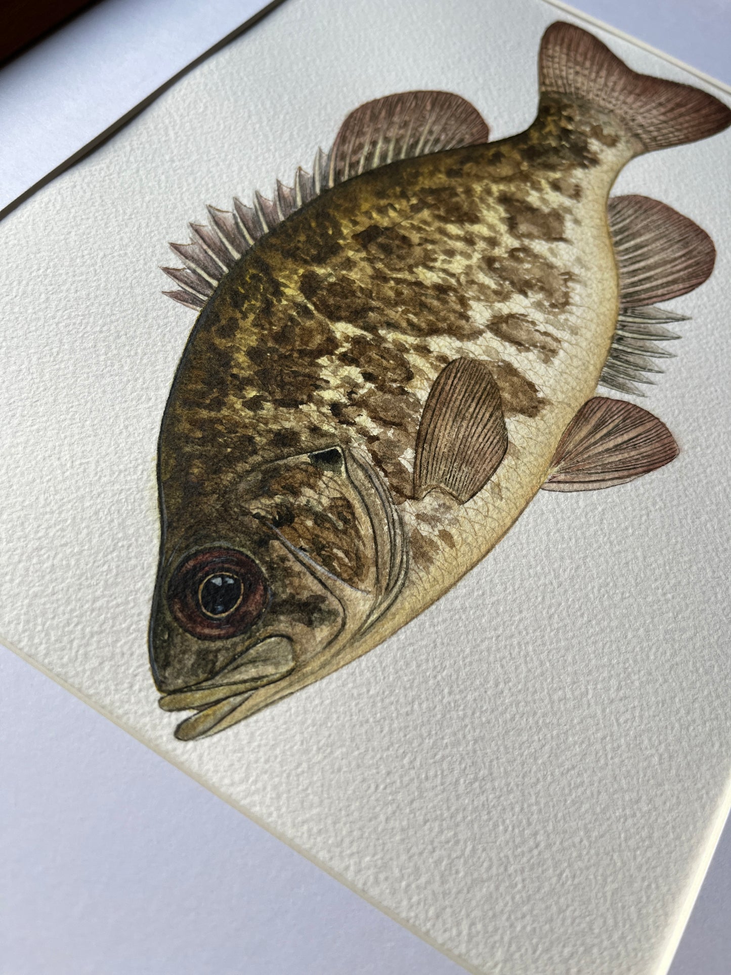 Rock Bass - Original Watercolour Painting