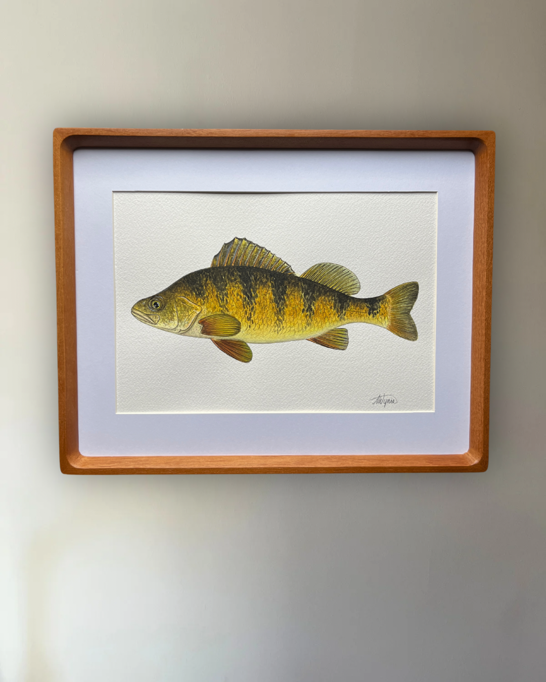 Yellow Perch - Original Watercolour Painting