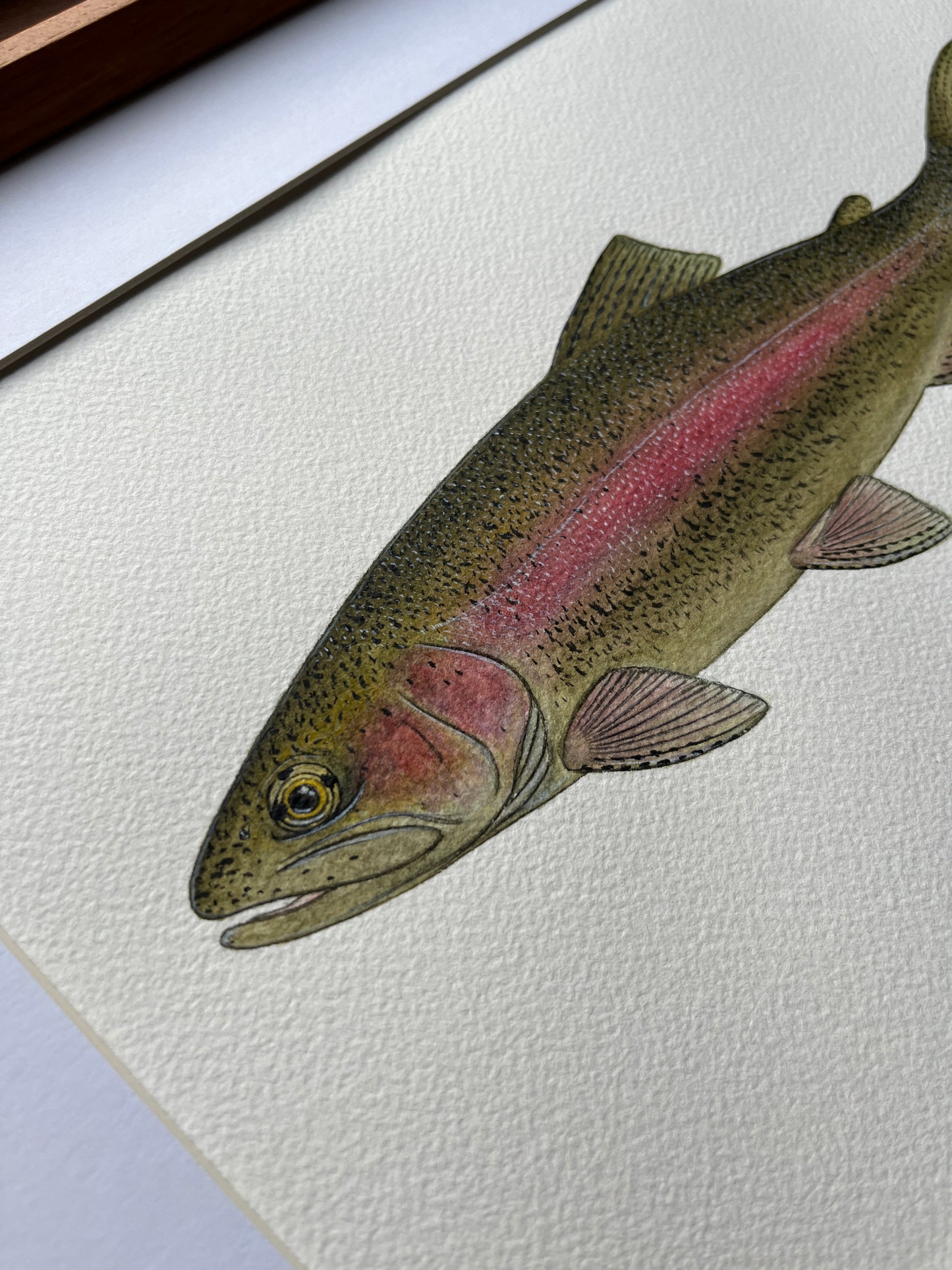 Rainbow Trout - Original Watercolour Painting