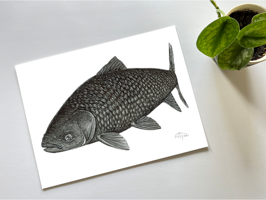 Grass Carp Print - Art for a Cause