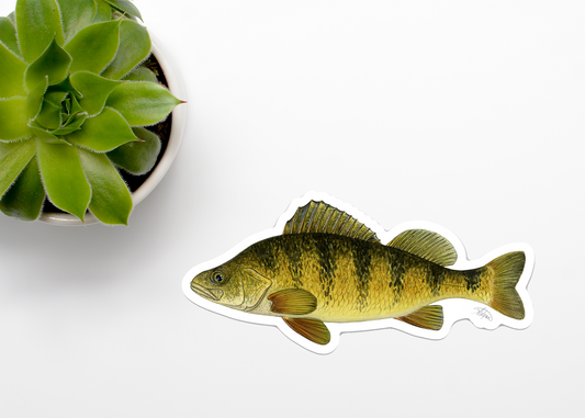 Yellow Perch Vinyl Sticker