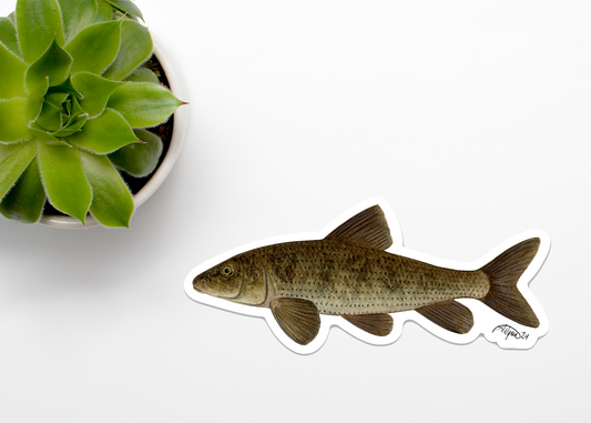 Spotted Sucker Vinyl Sticker