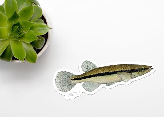 Blackstripe Topminnow Vinyl Sticker