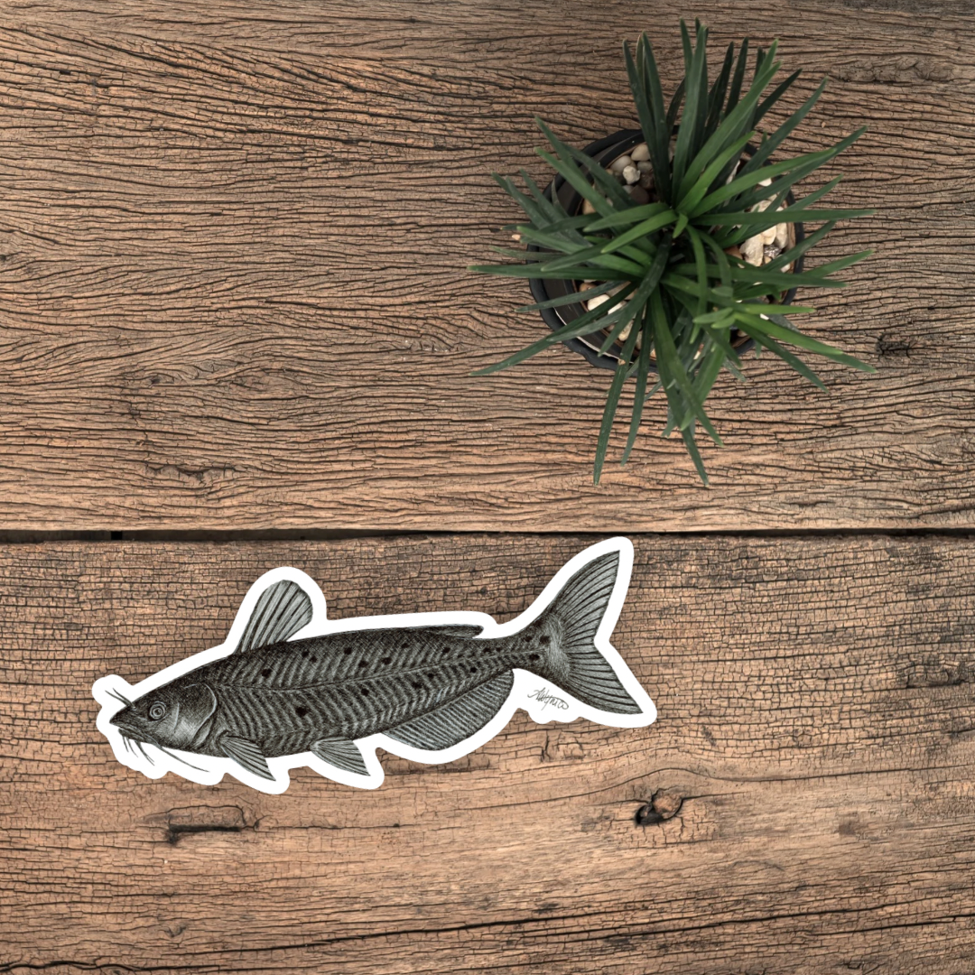 Channel Catfish Vinyl Sticker
