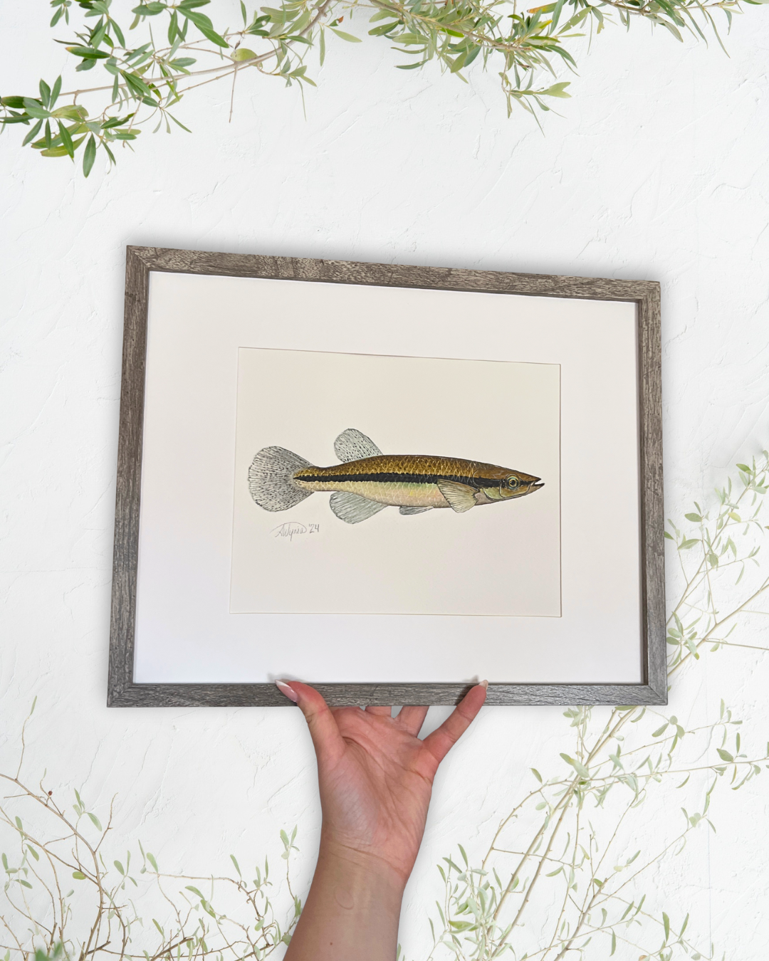 Blackstripe Topminnow - Original Watercolour Painting