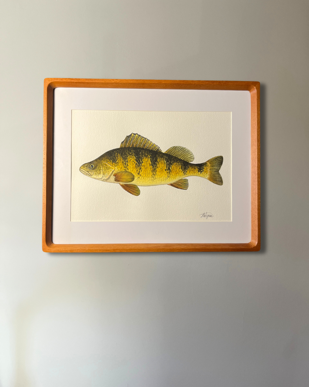 Yellow Perch - Original Watercolour Painting