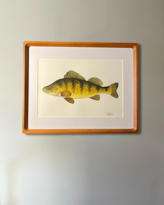 Yellow Perch - Original Watercolour Painting