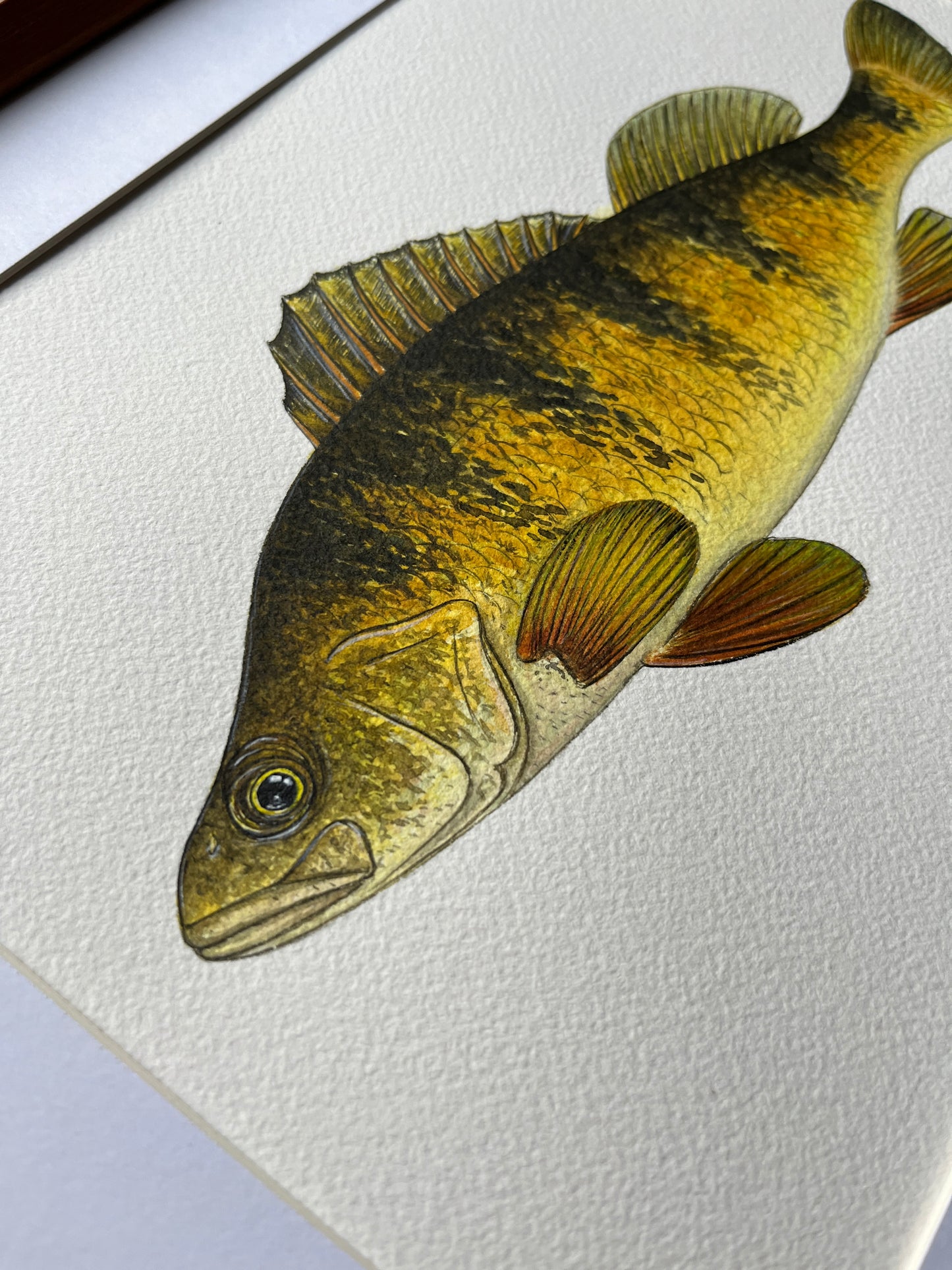 Yellow Perch - Original Watercolour Painting