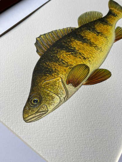 Yellow Perch - Original Watercolour Painting