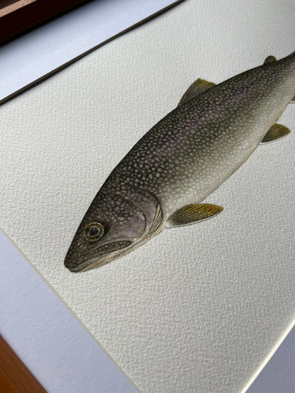 Lake Trout - Original Watercolour Painting