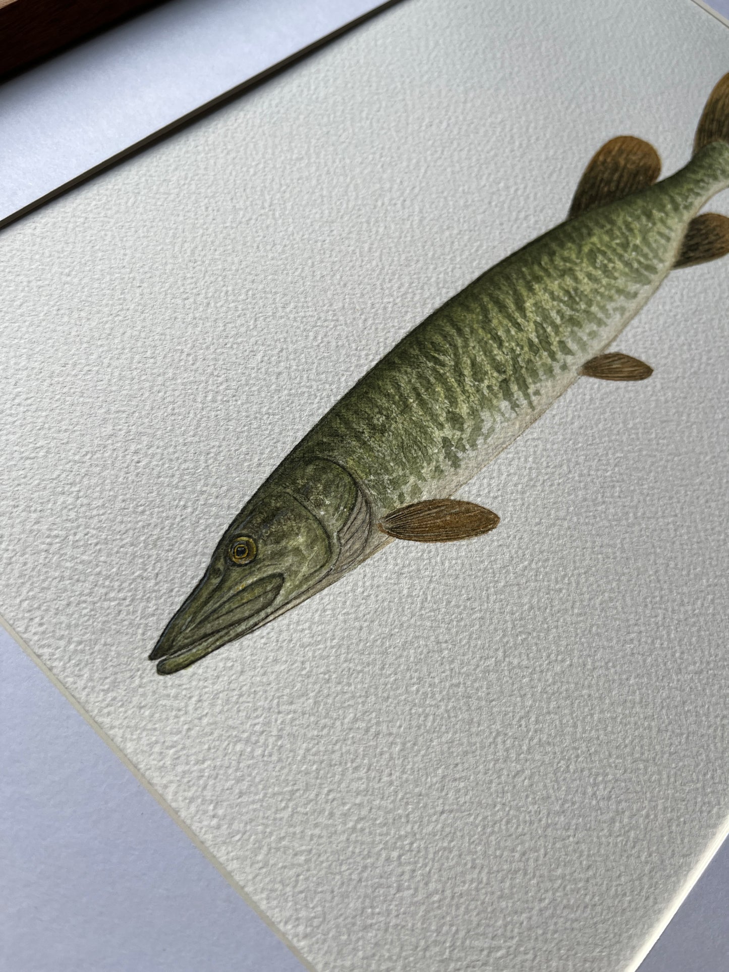 Muskellunge - Original Watercolour Painting