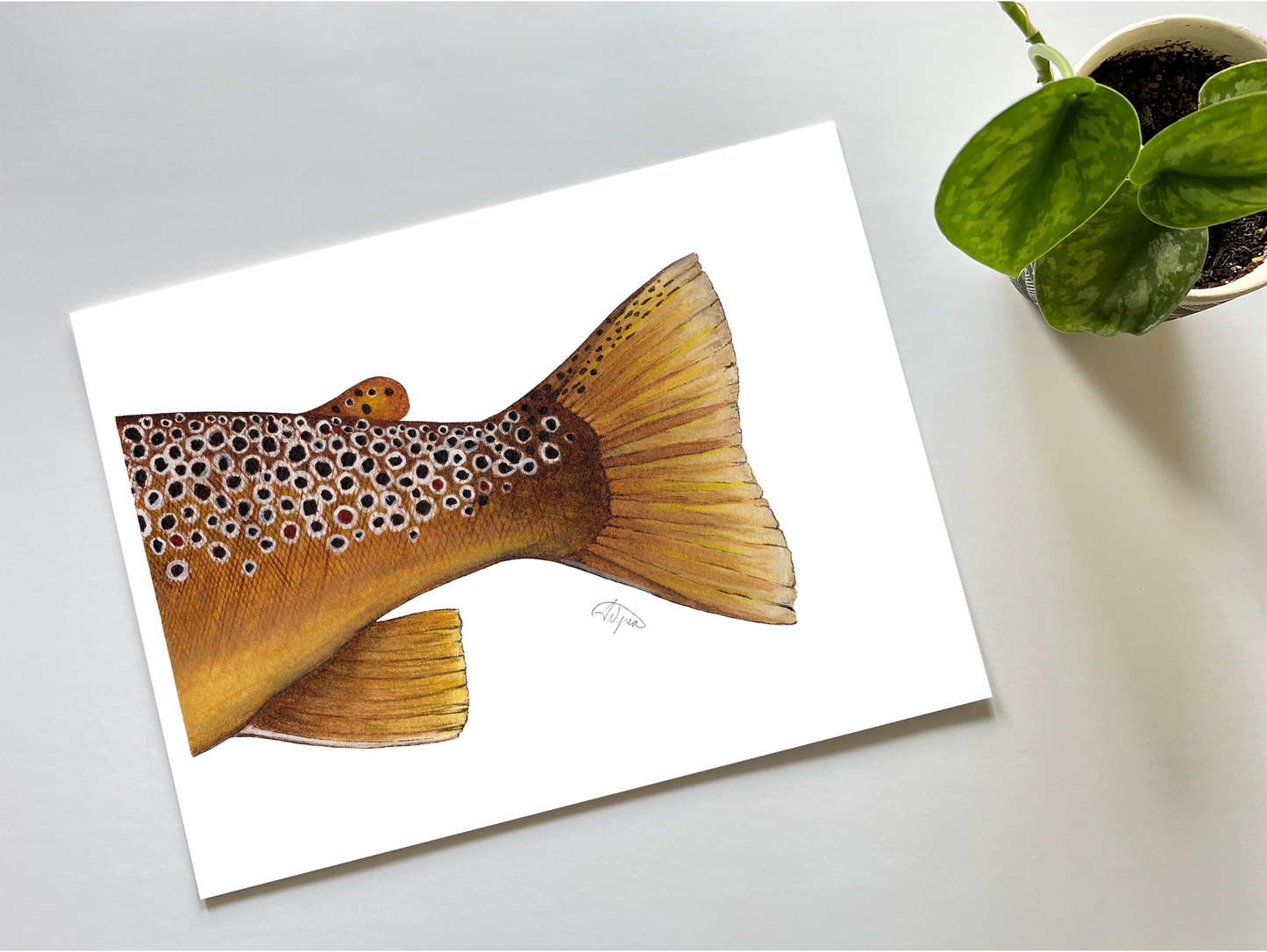 Brown Trout Adipose Series Print