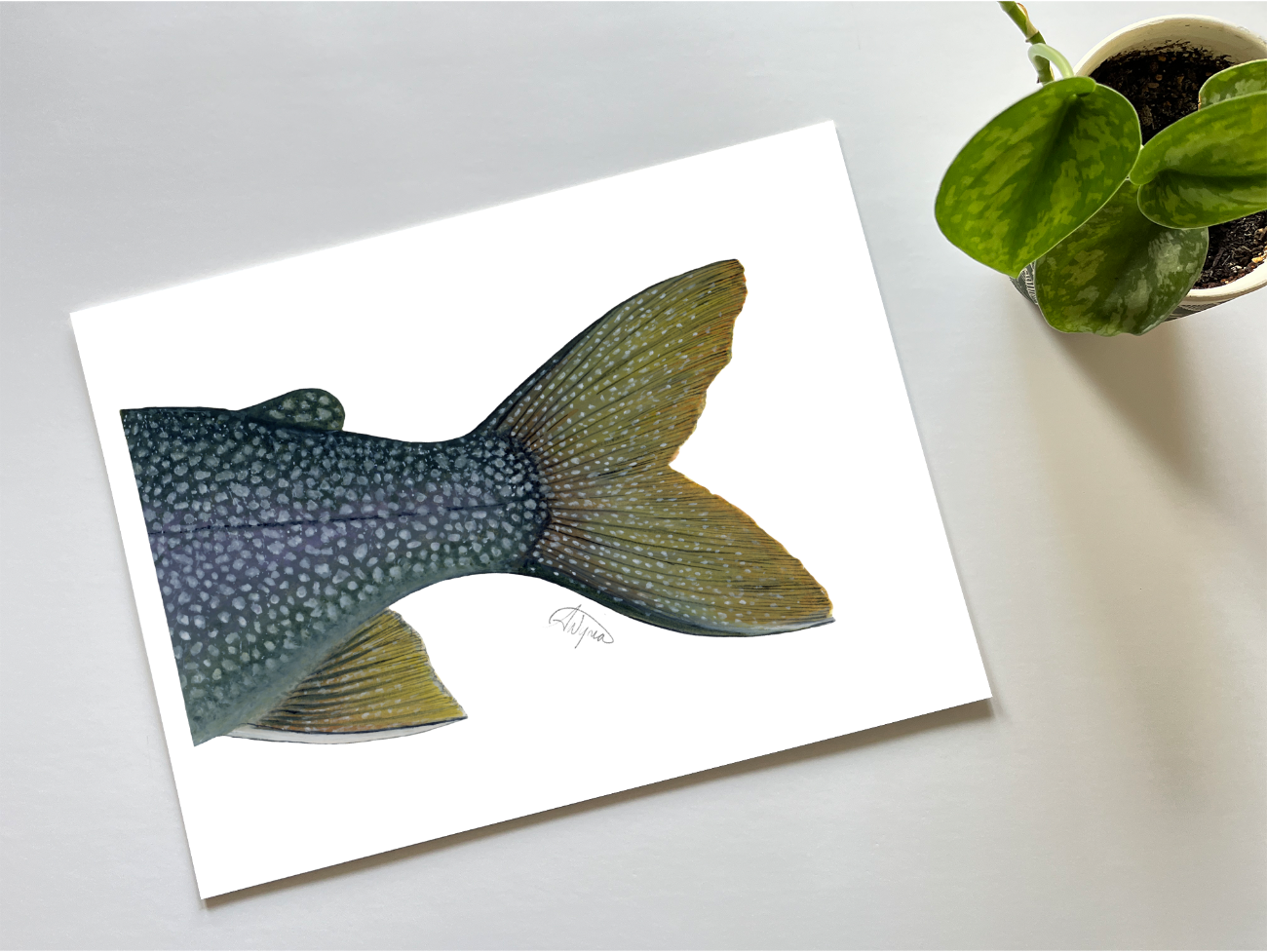 Lake Trout Adipose Series Print