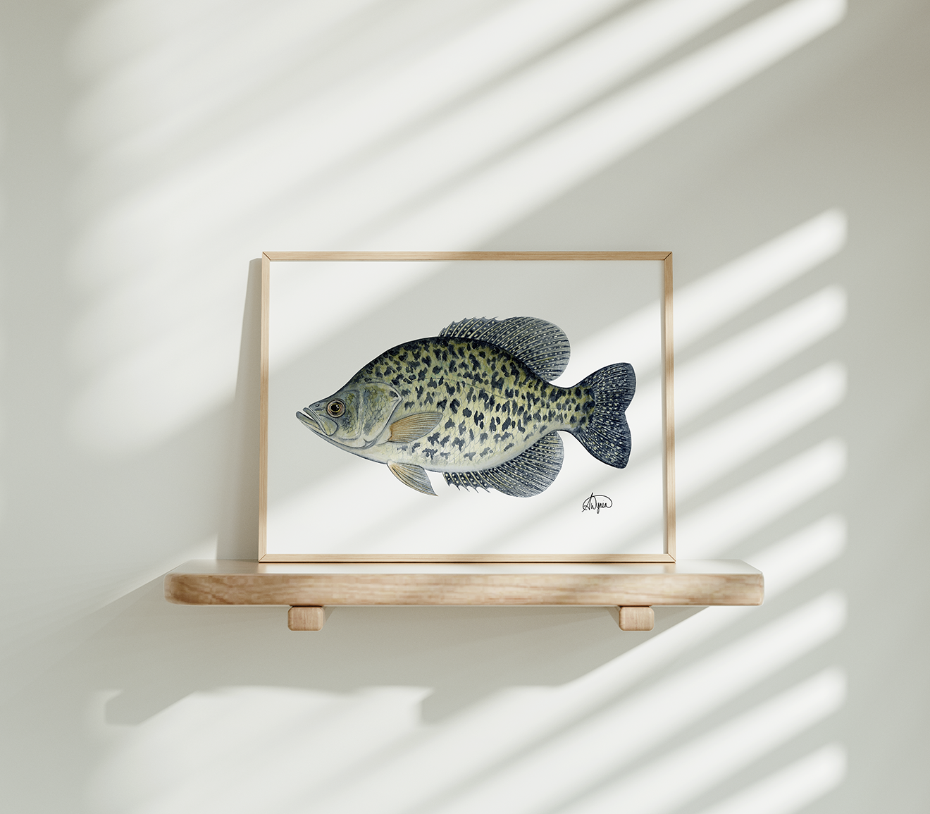 Black Crappie Print