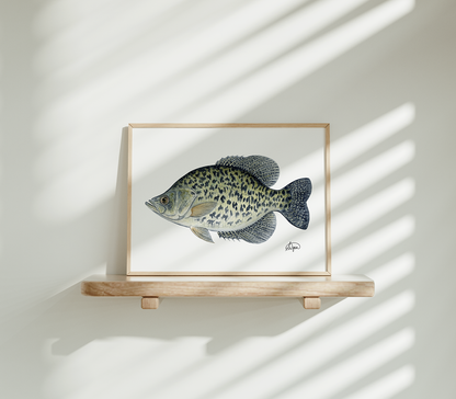 Black Crappie Print