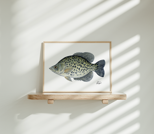 Black Crappie Print