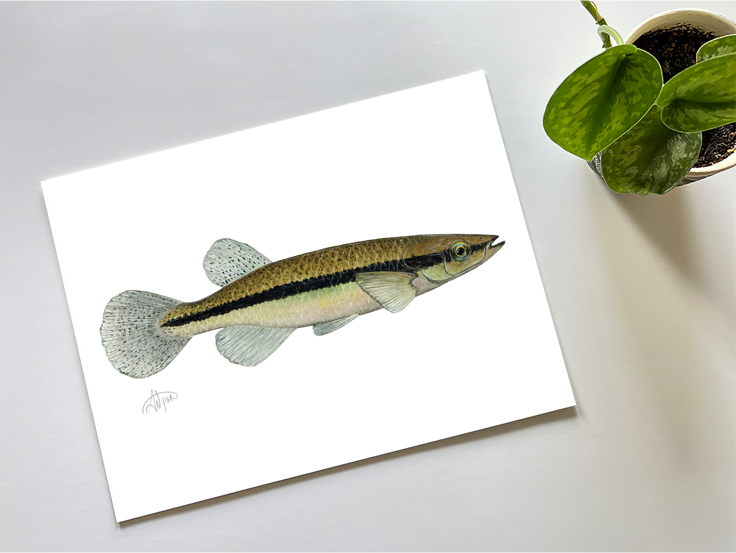 Impression aquarelle de Topminnow à rayures noires – Art for a Cause 