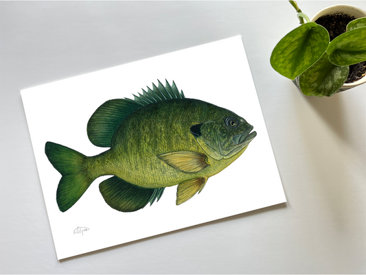 Bluegill Watercolour Print