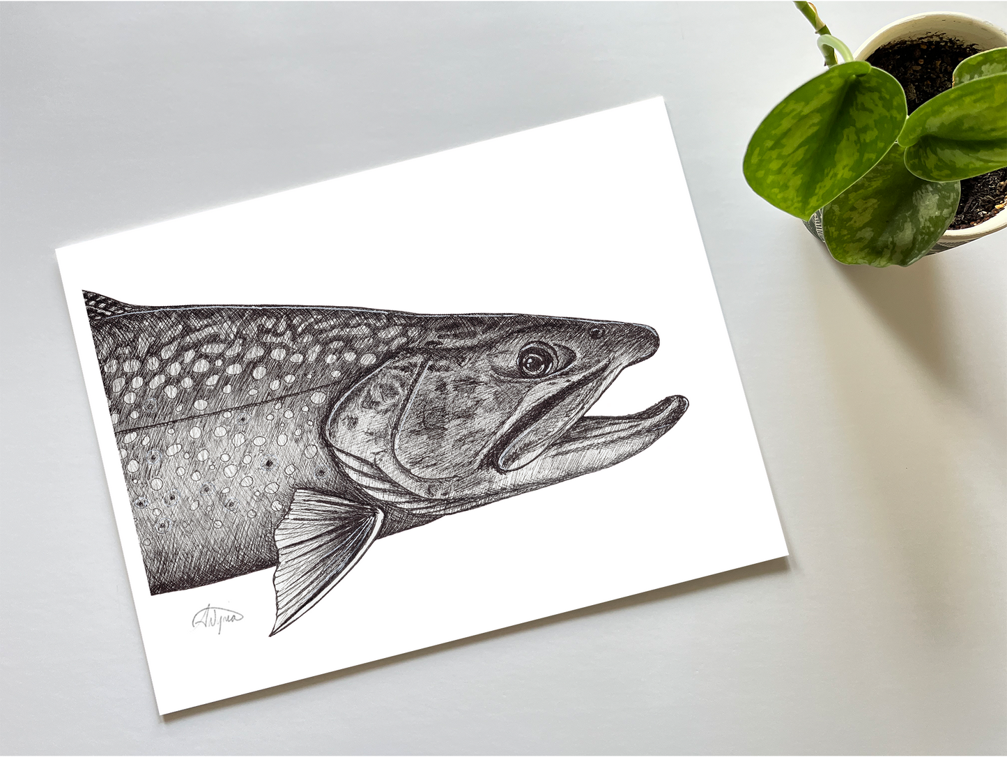 Brook Trout Ink Print