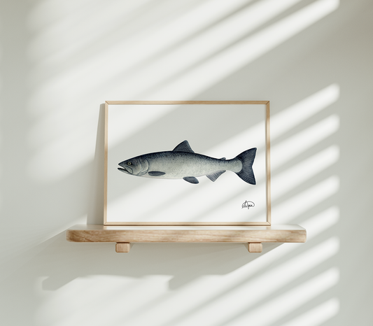 Chinook (King) Salmon Print
