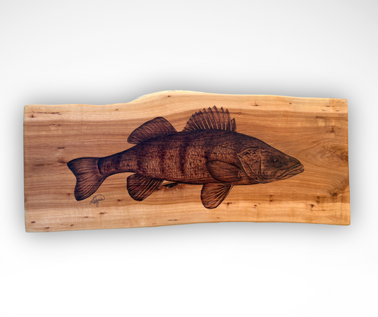 Yellow Perch Portrait on Applewood