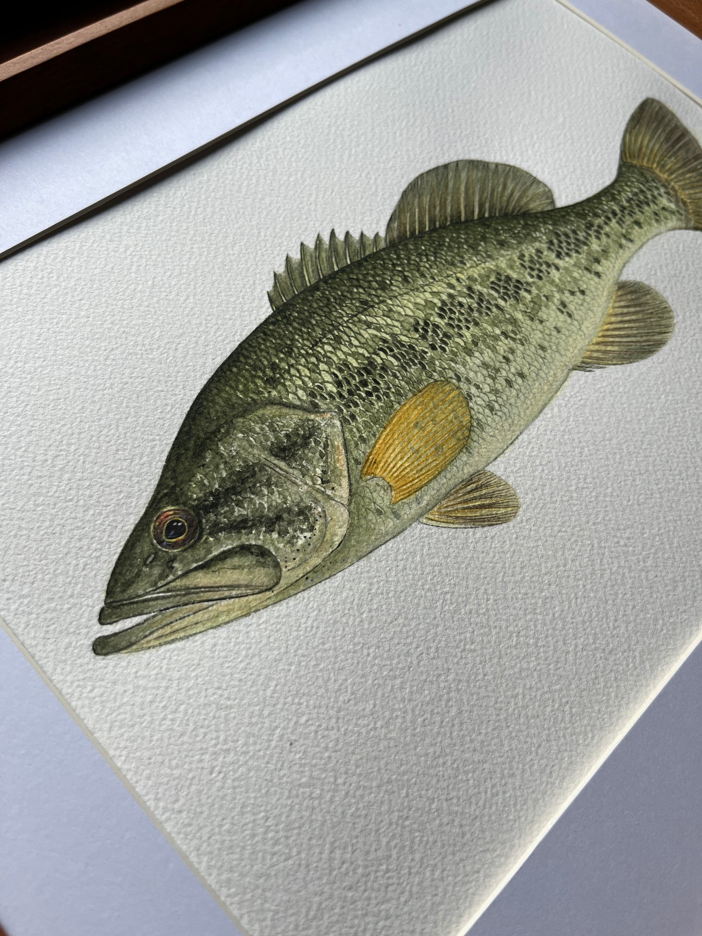 Largemouth Bass - Original Watercolour Painting