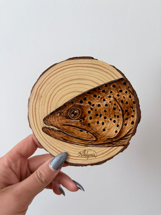 Brown Trout Study - May 27, 2026