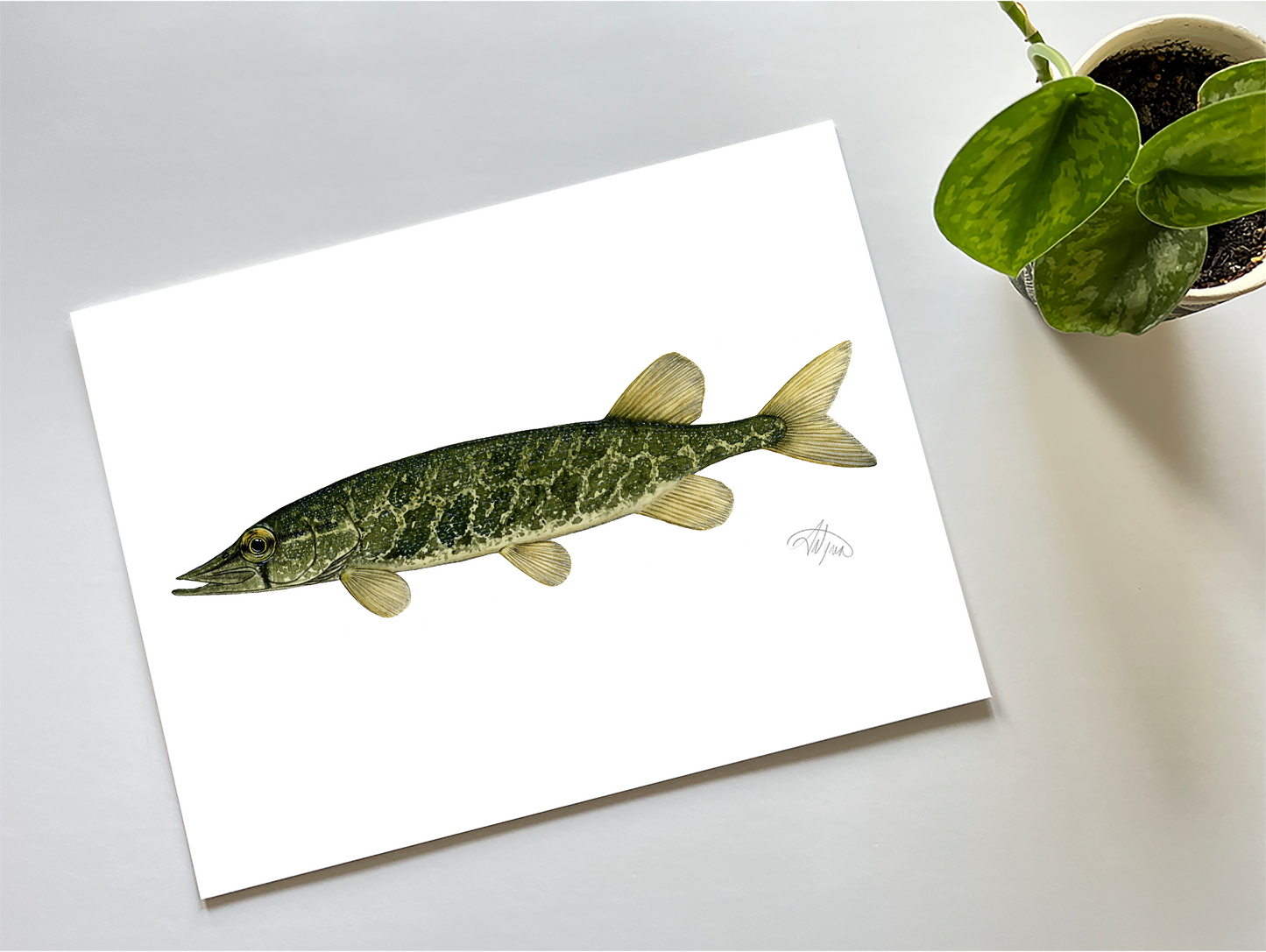 Grass Pickerel Watercolour Print - Art for a Cause