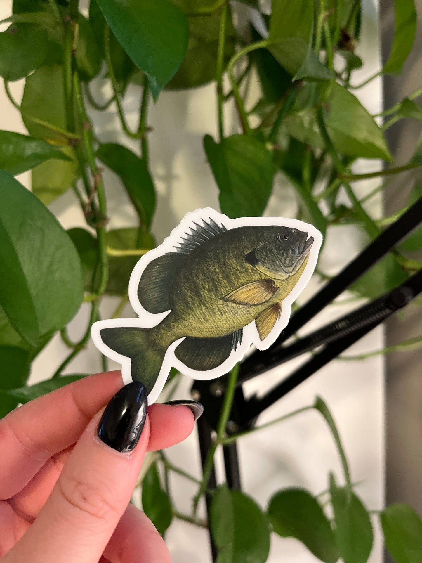 Bluegill Watercolour Vinyl Sticker