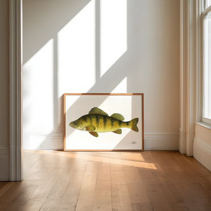 Yellow Perch Watercolour Print