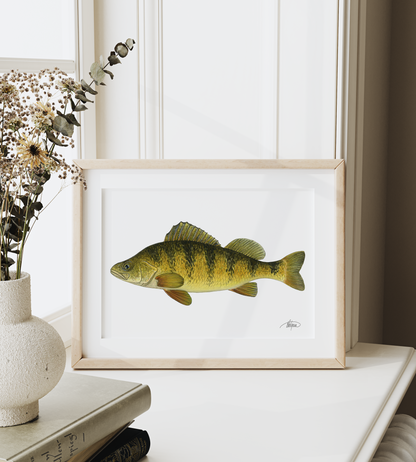 Yellow Perch Watercolour Print