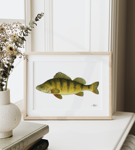 Load image into Gallery viewer, Yellow Perch Watercolour Print
