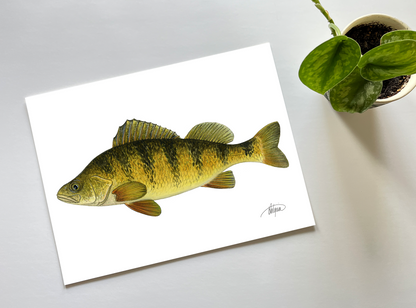 Yellow Perch Watercolour Print