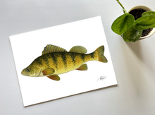 Load image into Gallery viewer, Yellow Perch Watercolour Print
