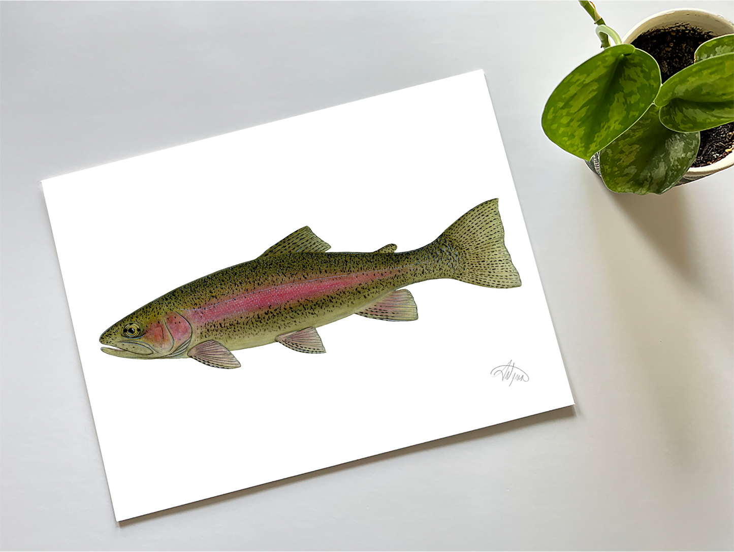 Rainbow Trout Print