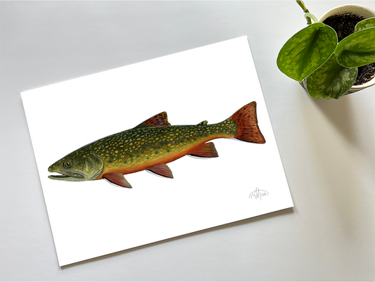 Brook Trout Print