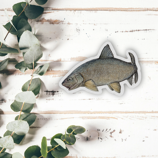 Lake Whitefish Vinyl Sticker