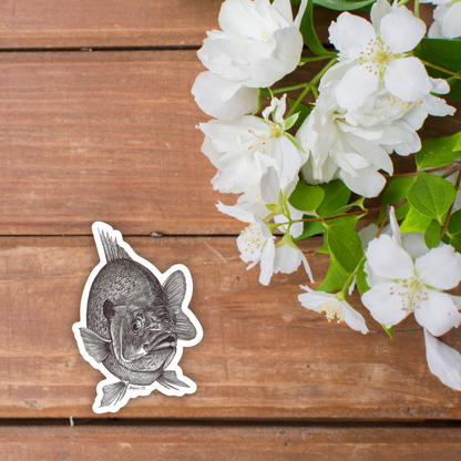 “Curiosity” Bluegill Vinyl Sticker