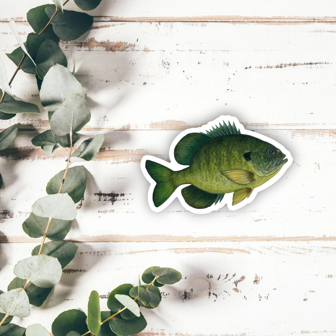 Bluegill Watercolour Vinyl Sticker