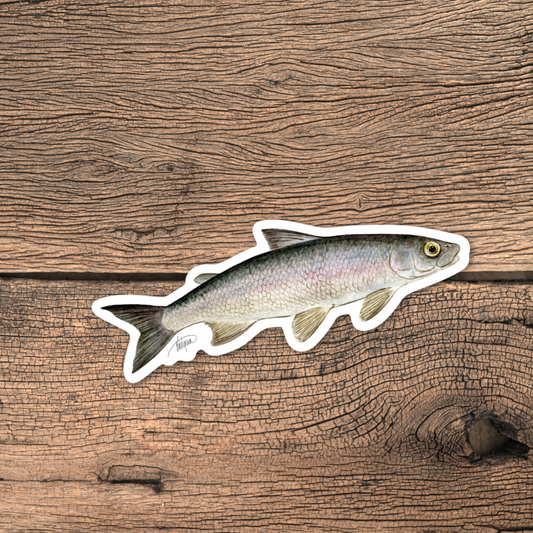 Lake Whitefish Vinyl Sticker (V2)