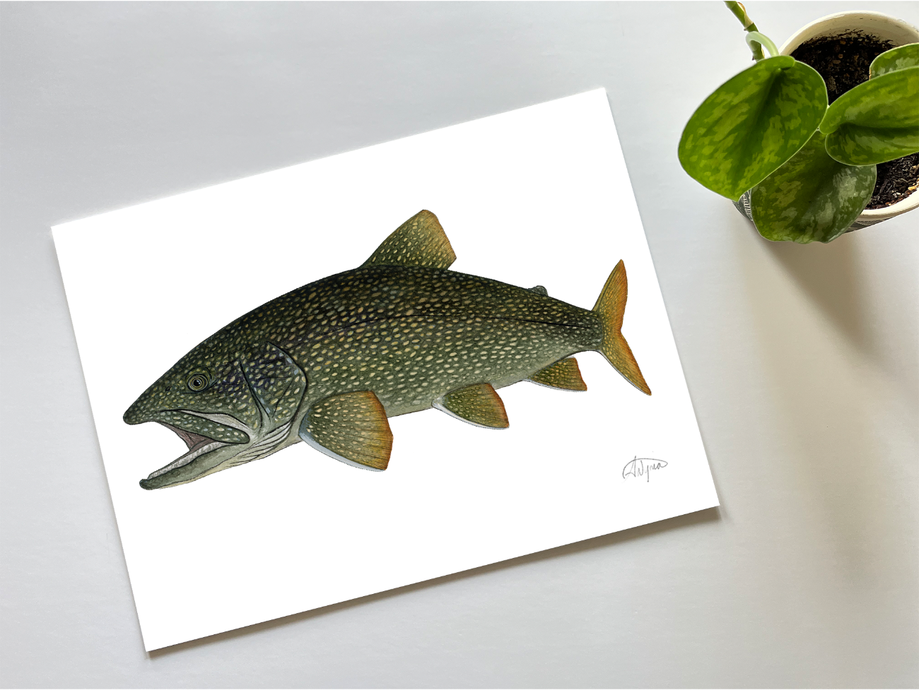 Lake Trout Print