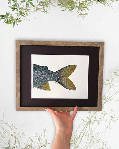 Lake Trout Adipose - Original Watercolour Painting