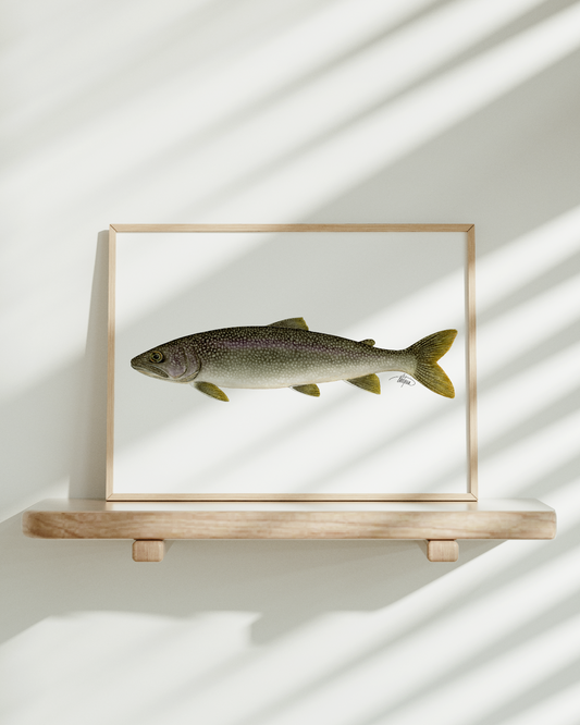 Lake Trout Print