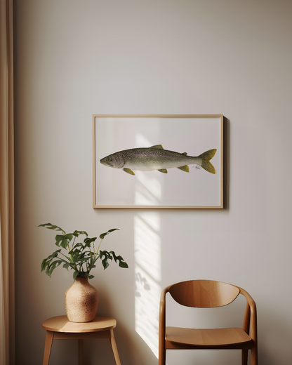 Lake Trout Print