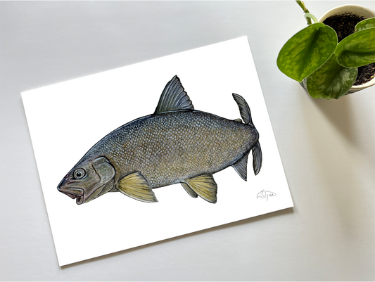 Lake Whitefish Print