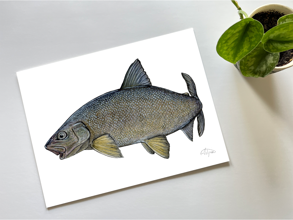 Lake Whitefish Print – Fishful Thinking Art by Abby Wynia