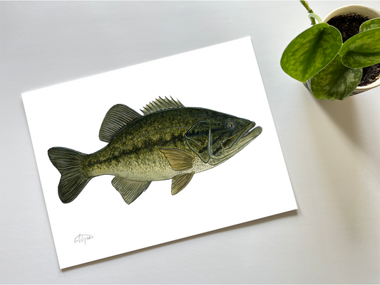 Largemouth Bass Print